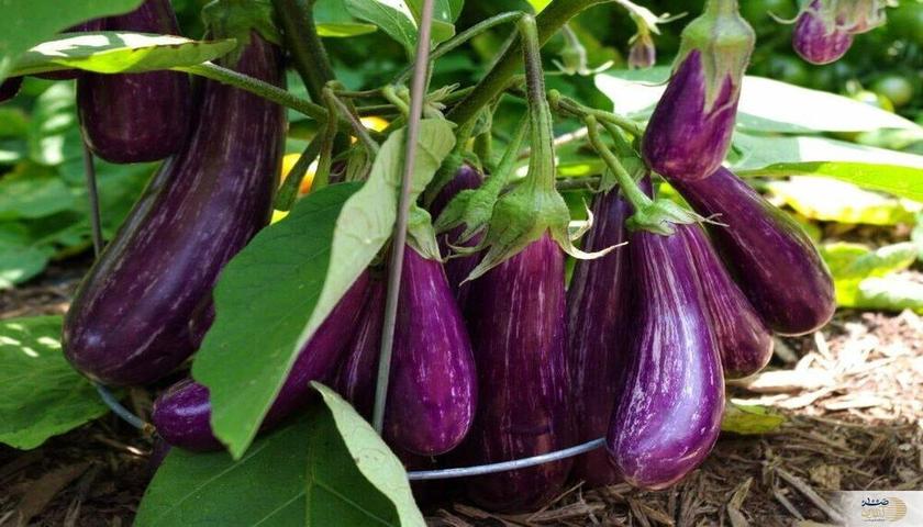 تایبەتمەندییە پزیشکییەکانی باینجان کە هەرگیز نەتبیستووە!