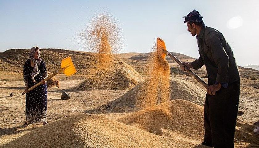 پرداخت کامل مطالبات گندمکاران کردستان تا پایان شهریور