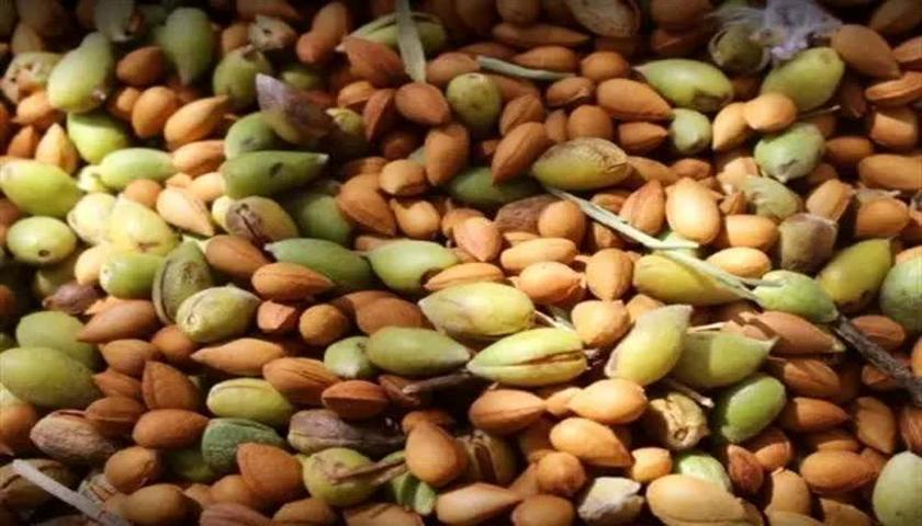 جشنواره بادام و عسل در بیلوار برگزار می‌شود