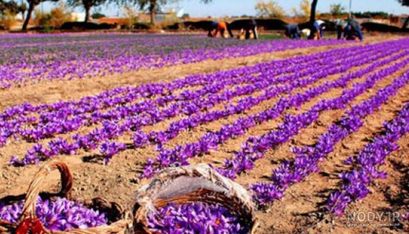 کرمانشاه در مسیر طلای سرخ | رشد ۸۱۰ هکتاری کشت زعفران و حرکت بهسوی قطب تولید کشور