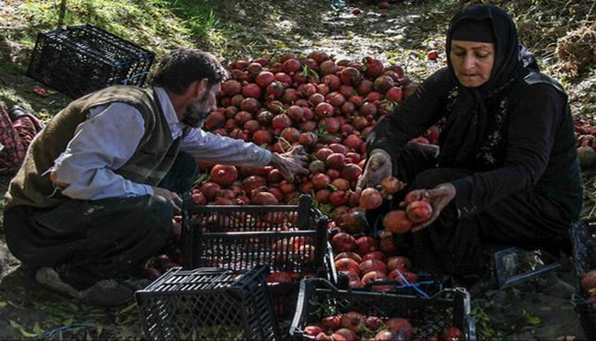 نبود کارخانه، مانع برندسازی رب انار پاوه می‌شود