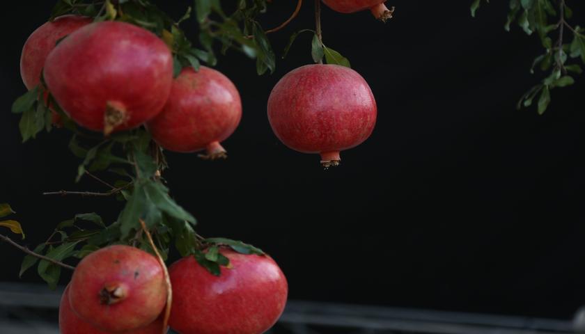 درخواست برای صادرات انار حلبچە