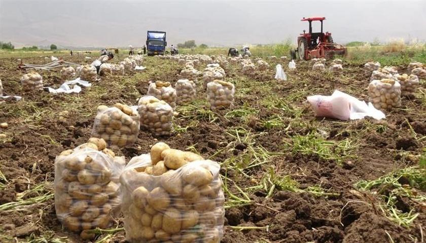 ۶۰۰۰ تن سیب‌زمینی اقلیم کردستان به امارات صادر می‌شود 