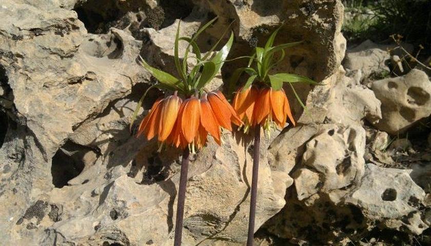 کاشت ۲۰۰ بذر لاله واژگون به مناسبت روز مادر در پراو