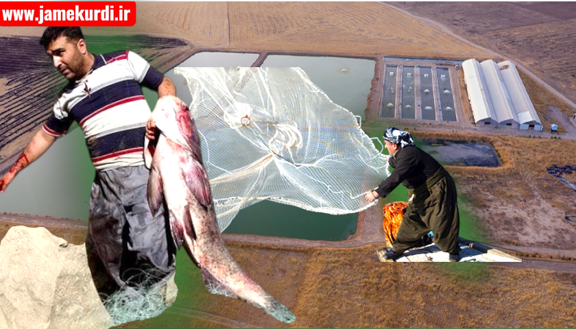 ناوەندی هاوئاهەنگی قەیرانەکان: لافاوەکەی هەفتەی رابردوو، زیاتر لە 379 هەزار ماسی لەناو بردووە