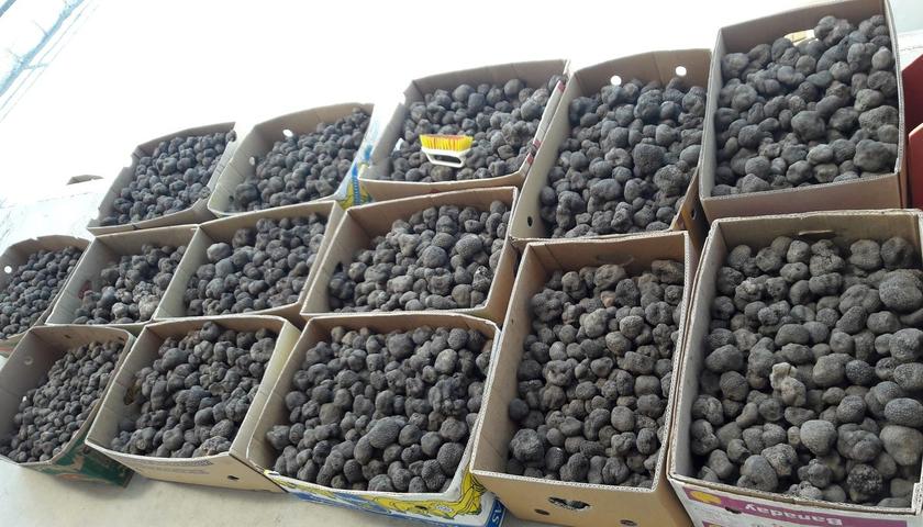 جریمه ۱۱۲ میلیارد تومانی برای قاچاق ۵ تُن ترافل در گمرک پرویزخان