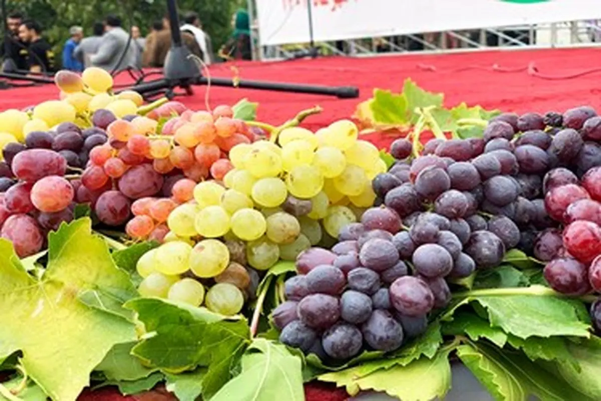 جشنواره ملی انگور کندوله در فهرست رویدادهای گردشگری کشور ثبت شد