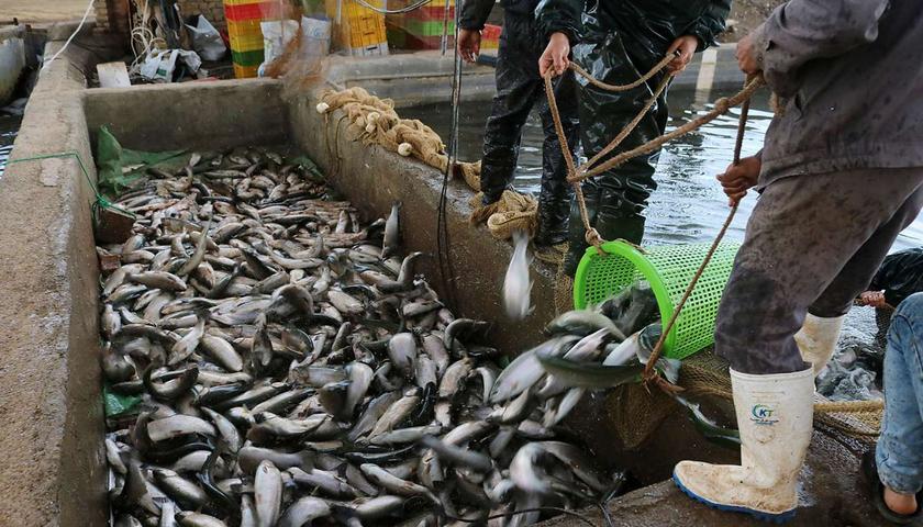 شیلات؛ برگ برنده کرمانشاه برای فتح بازار عراق