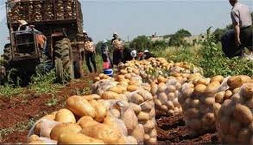 با هدف حمایت از کشاورزان کردستانی سیب‌زمینی صادر می‌شود