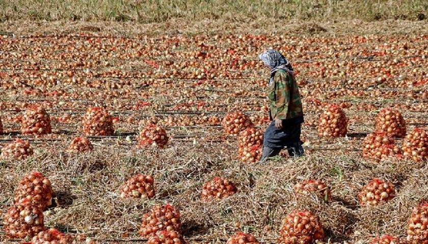 توانای هەناردەکردنی پیازی هەرسین بۆ عێراق، چاوەڕوانی پیشەسازی گۆڕدراو دەکات