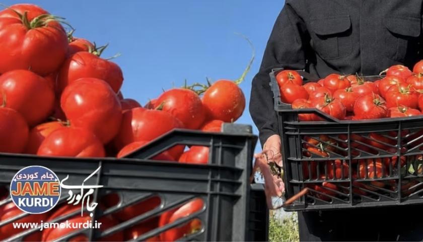 وەزارەتی کشتوکاڵ ڕوونکردنەوە لەبارەی قەدەغەی هاوردەکردنی چەند بەرووبوومێک دەدات