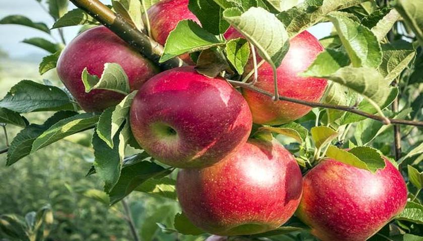 رکورد تولید سیب در کرمانشاه؛ چالش فروش همچنان باقی است!