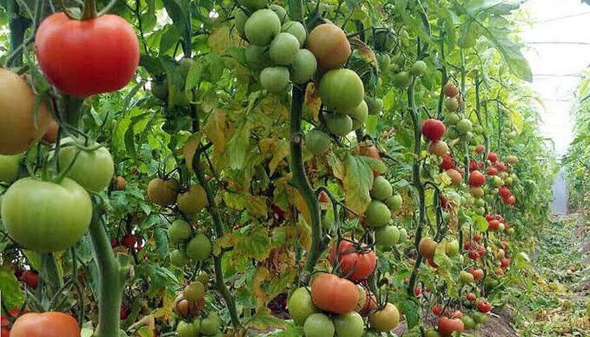 کرمانشاه چهارمین تولیدکننده محصولات زراعی کشور شد