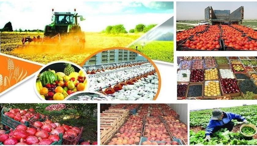 تولیدات کشاورزی کرمانشاه به رکورد ۵.۷ میلیون تن رسید