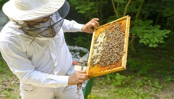 بە 25 هەزار تۆن؛ ورمێ لە بەرهەمهێنانی هەنگویندا لەسەر ئاستی ئێران یەکەمە