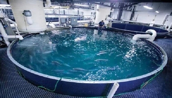 راه‌اندازی دومین مزرعه پرورش ماهی با فناوری نانوحباب در سنقر؛ گامی نو در بهره‌وری آب و توسعه صادرات به عراق