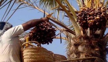 کرمانشاه در مسیر تبدیل به قطب صادرات خرما به عراق