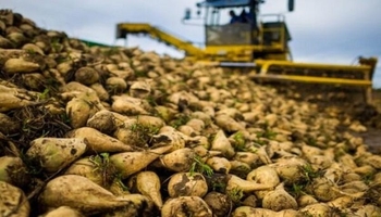 چغندر قند کرمانشاه روی ریل ساماندهی / نجات زنجیره تولید با قراردادهای شفاف