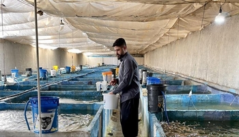 رونق بازار ماهیان زینتی کرمانشاه در سلیمانیه عراق