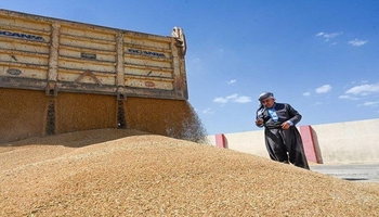 واریز نشدن بودجه گندم؛ اقلیم کردستان هنوز اعتبار خرید گندم را دریافت نکرده است