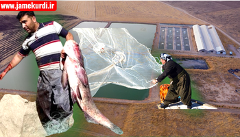 ناوەندی هاوئاهەنگی قەیرانەکان: لافاوەکەی هەفتەی رابردوو، زیاتر لە 379 هەزار ماسی لەناو بردووە