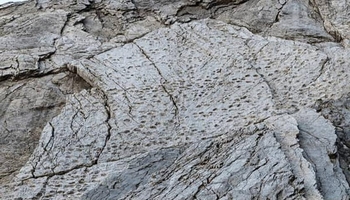 دەرکەوتنی شوێنپێی دایناسۆرەکان لە شوێنی ئۆڵۆمپیادی زستانەدا