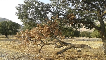 خشکسالی و تغییرات اقلیمی تهدیدی برای بلوطهای زاگرس