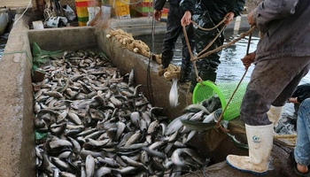 شیلات؛ برگ برنده کرمانشاه برای فتح بازار عراق