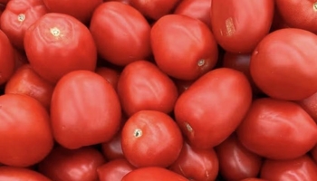 وەزارەتی کشتوکاڵ هۆکاری گرانبوونی کتوپڕی تەماتە ئاشکرا دەکات