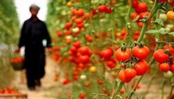 بەرهەمی کشتوکاڵی کرماشان لە سێ ساڵی داهاتوودا دەگاتە 6.1 ملیۆن تۆن