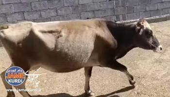 لە هەڵەبجە هەڵمەتێکی دەستبەسەرداگرتنی ئاژەڵانی ناو شار دەستیپێکردووە