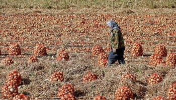 توانای هەناردەکردنی پیازی هەرسین بۆ عێراق، چاوەڕوانی پیشەسازی گۆڕدراو دەکات