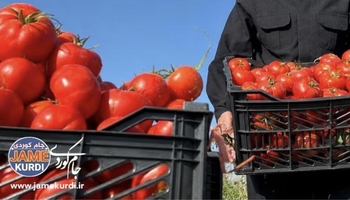 وەزارەتی کشتوکاڵ ڕوونکردنەوە لەبارەی قەدەغەی هاوردەکردنی چەند بەرووبوومێک دەدات