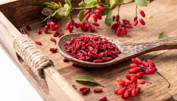 زرێشک؛ میوەیەکی بچووک کە سوودی تەندرووستی زۆری هەیە