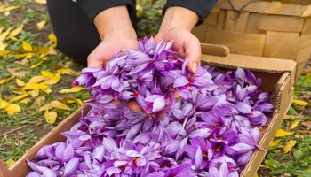 زەعفەرانی کرماشان؛ بەرهەمێک کە لە کێڵگەوە دەتوانێت بگاتە بازاڕی عێراق