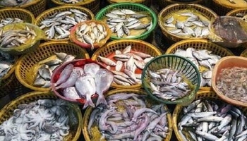 ماسی کرماشان لەسەر ڕێگای سوودوەرگرتن؛ هەناردەکردنی جۆرە بەنرخەکان لە پێشینەی کاری بەرپرسان