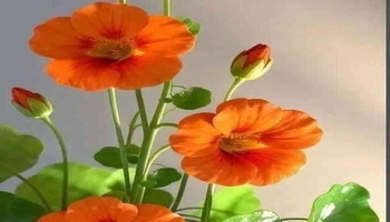 کاتێک ژیان تەنها کورت دەکرێتەوە بۆ بەرگەگرتن / سۆهەیلا کەرەمی
