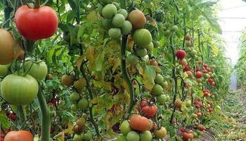کرمانشاه چهارمین تولیدکننده محصولات زراعی کشور شد