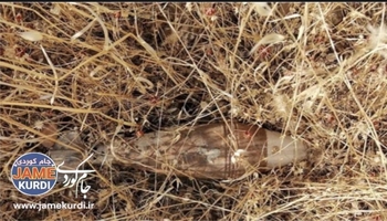 لە سنووری هەڵەبجە چەندین مین و گوللـە هاوەن پووچەڵکرانەوە
