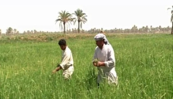 بصره، مقصد تازه کشاورزی کرمانشاه برای کشت فراسرزمینی