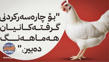 ئاستەنگی بازگەكانی عێراق بۆ هەناردەكردنی مریشكی هەرێمی كوردستان بەردەوامە