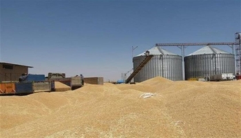 ارسال ۱۴۰ هزار تن گندم مازاد برنیاز مصرفی کردستان به سایر استان‌های کشور